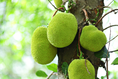 Jackfruit