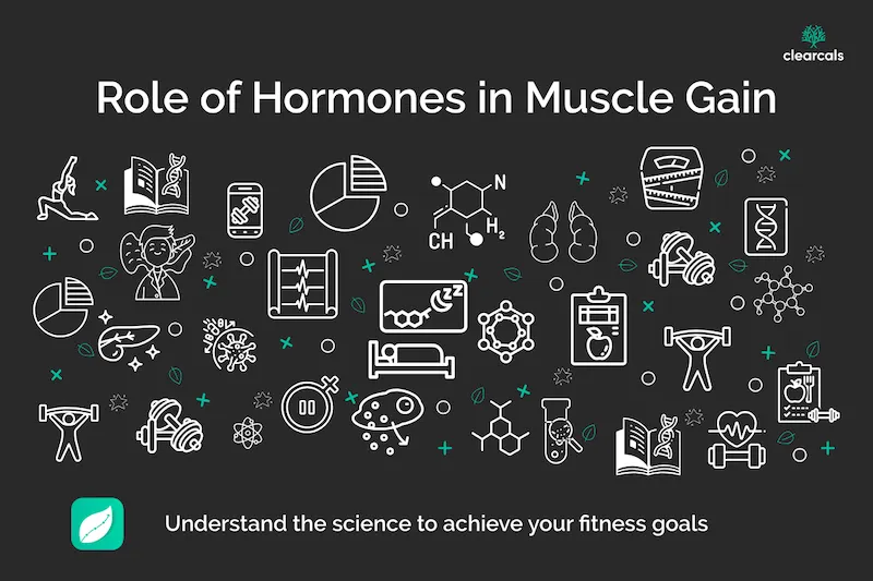 The Role of Hormones in Muscle Gain